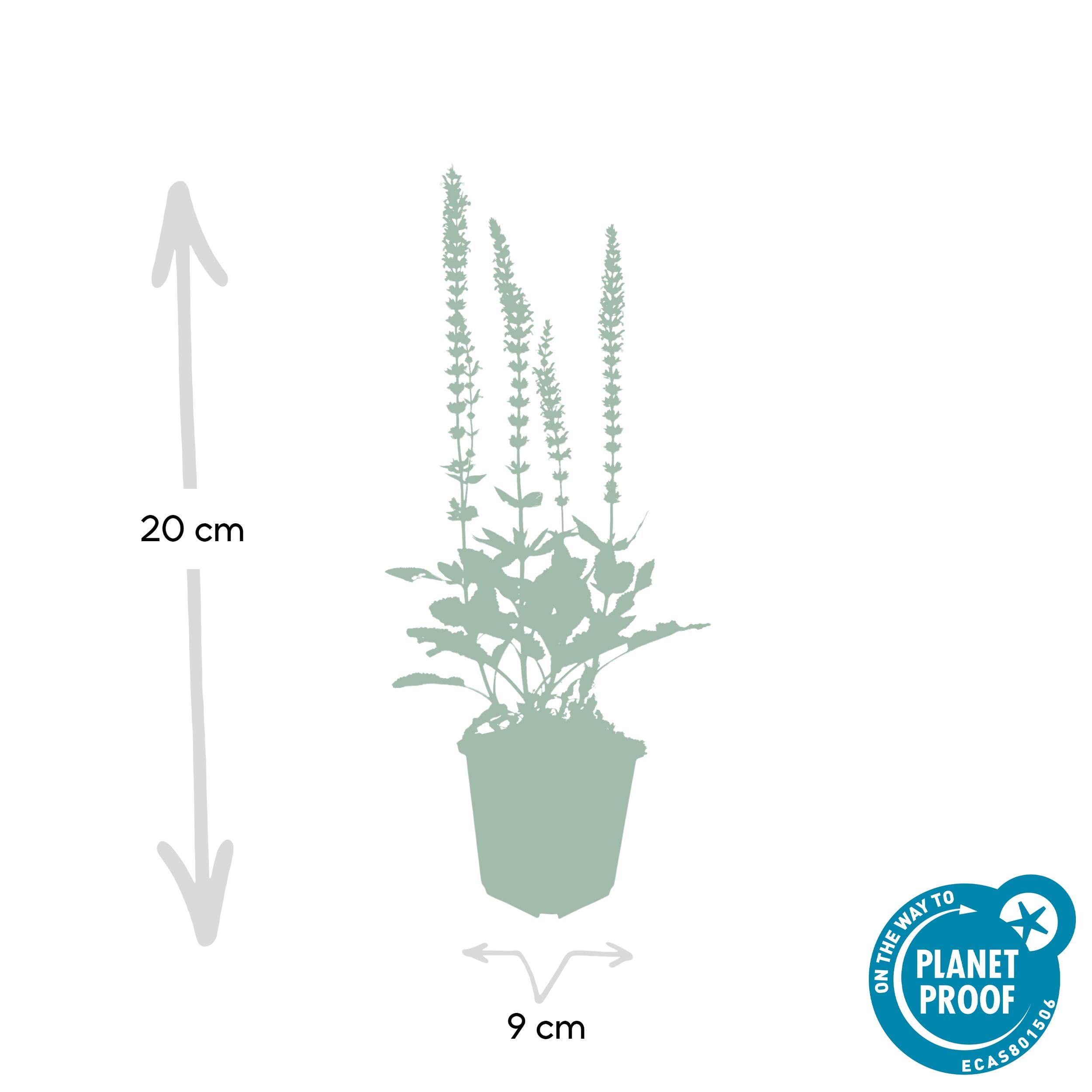 12X Salvia Nem. 'Ostfriesland' - ↕10-25Cm - Ø9Cm - Afbeelding 2