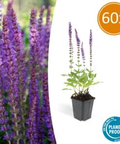 60X Salvia Nem. 'Ostfriesland' - ↕10-25Cm - Ø9Cm