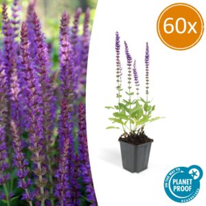 60X Salvia Nem. 'Ostfriesland' - ↕10-25Cm - Ø9Cm