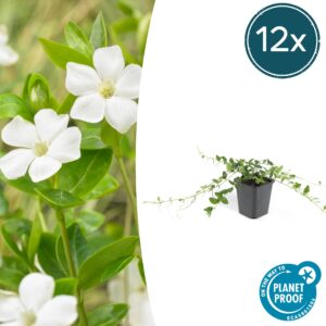 12X Vinca Minor 'Alba' - ↕10-25Cm - Ø9Cm