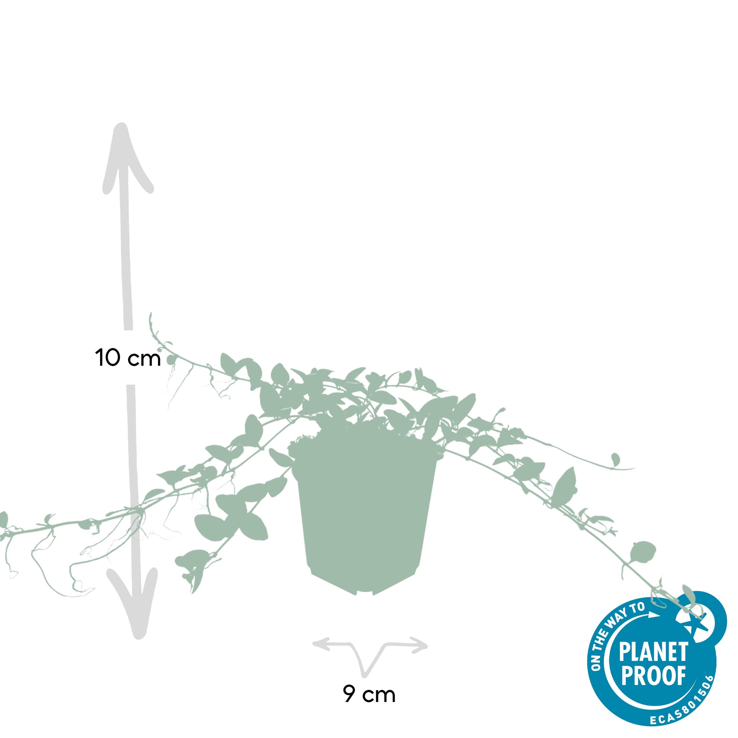 20X Vinca Minor 'Alba' - ↕10-25Cm - Ø9Cm - Afbeelding 2