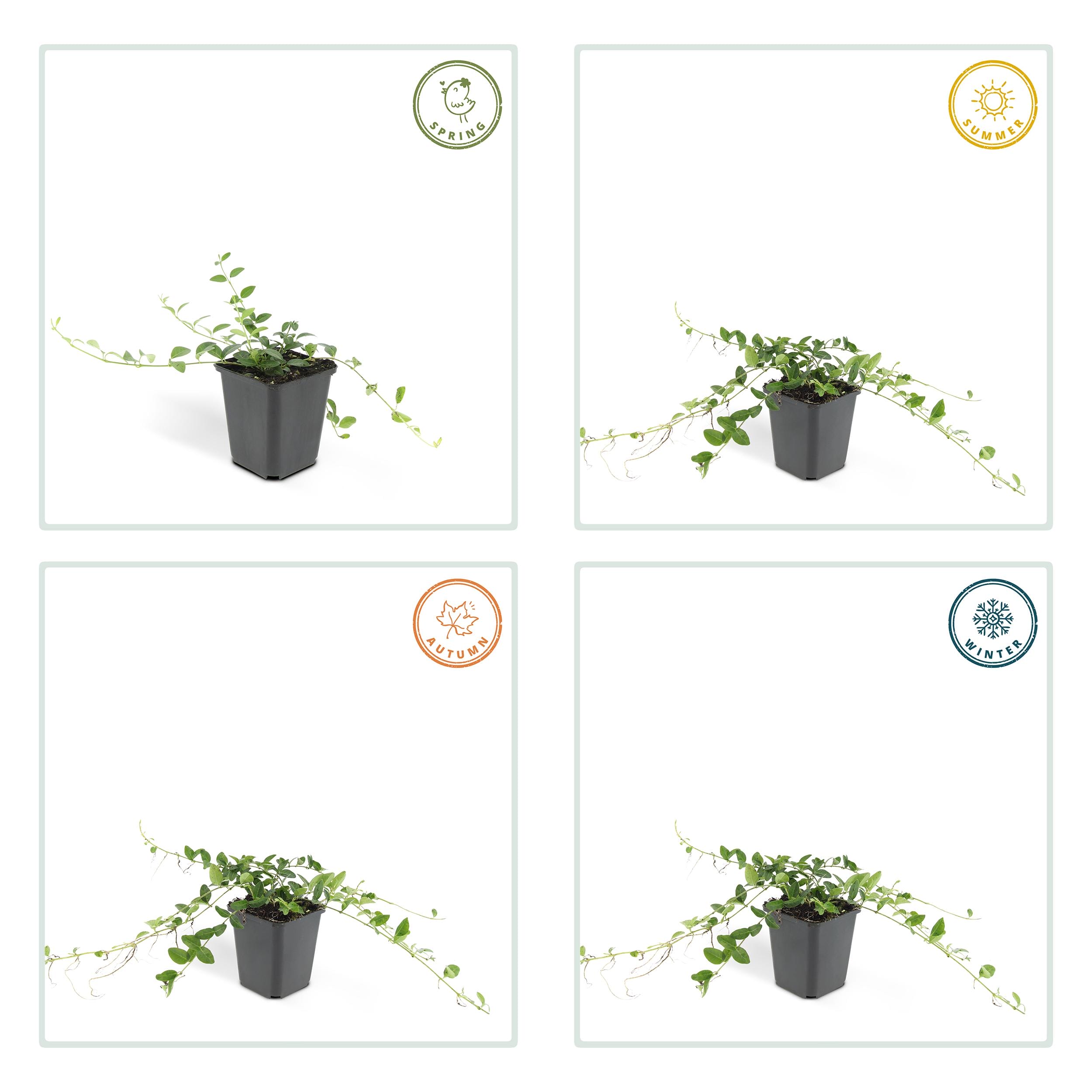 20X Vinca Minor 'Alba' - ↕10-25Cm - Ø9Cm - Afbeelding 4