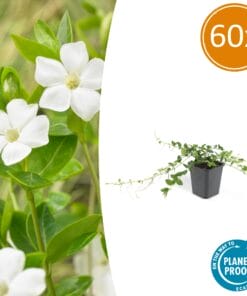 60X Vinca Minor 'Alba' - ↕10-25Cm - Ø9Cm