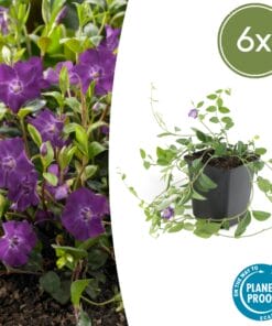 6X Vinca Minor 'Atropurpurea', - ↕10-25Cm - Ø9Cm
