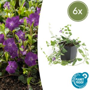 6X Vinca Minor 'Atropurpurea', - ↕10-25Cm - Ø9Cm