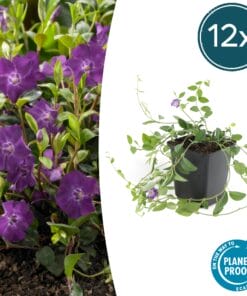 12X Vinca Minor 'Atropurpurea', - ↕10-25Cm - Ø9Cm