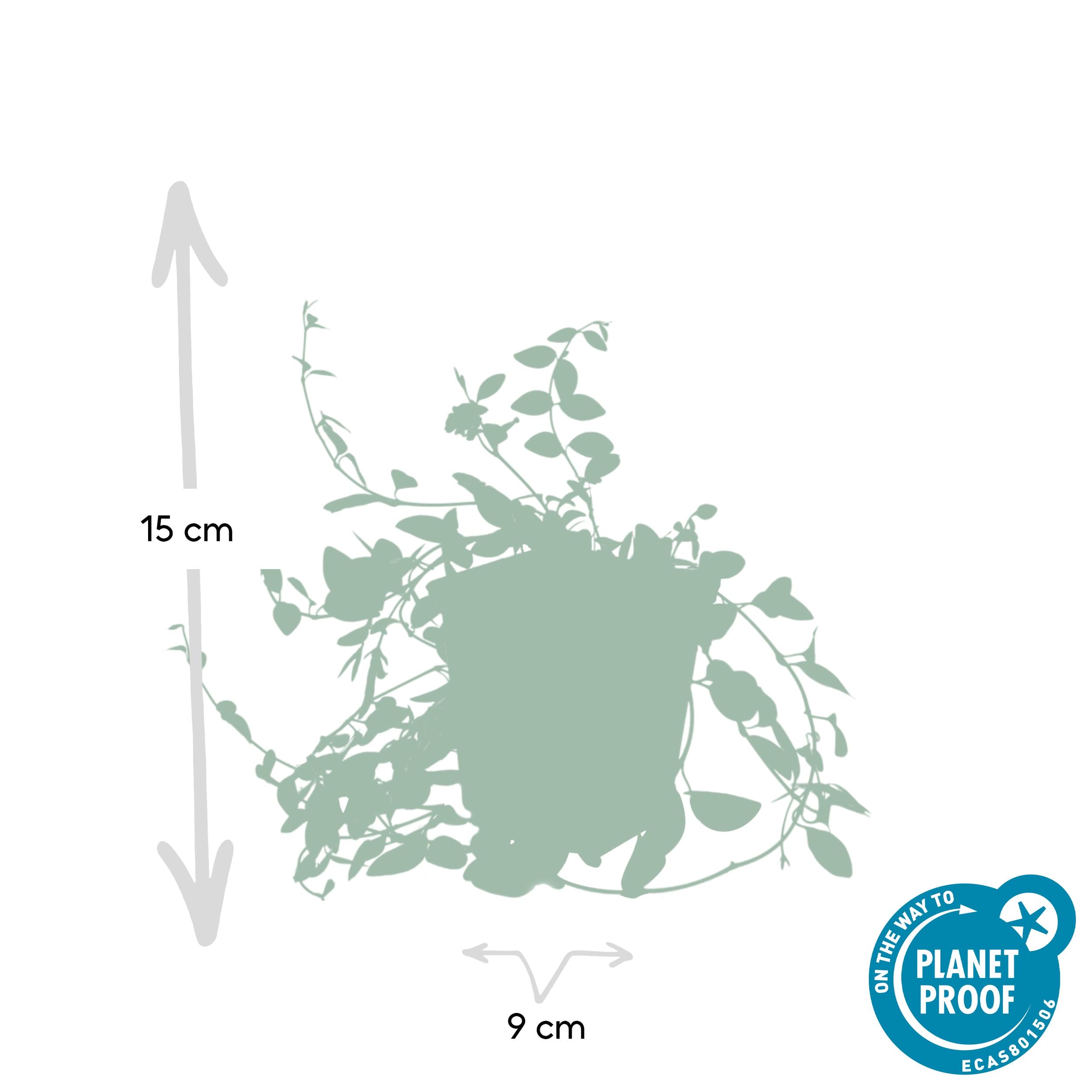 12X Vinca Minor 'Atropurpurea', - ↕10-25Cm - Ø9Cm - Afbeelding 2