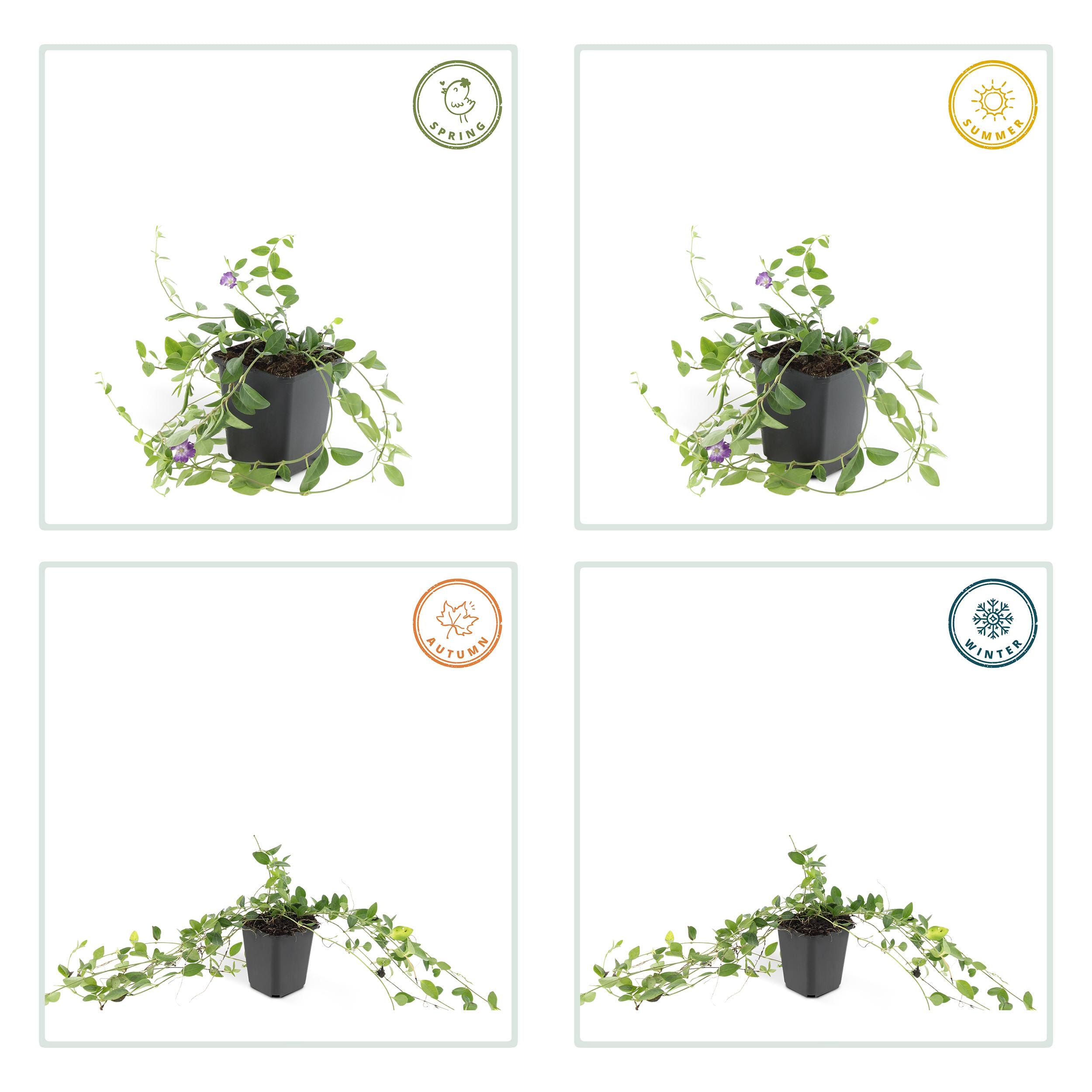 12X Vinca Minor 'Atropurpurea', - ↕10-25Cm - Ø9Cm - Afbeelding 4