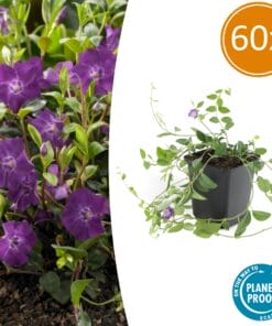 60X Vinca Minor 'Atropurpurea', - ↕10-25Cm - Ø9Cm
