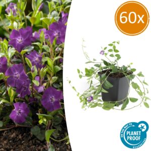 60X Vinca Minor 'Atropurpurea', - ↕10-25Cm - Ø9Cm