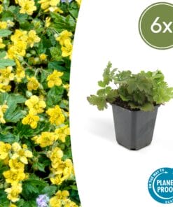 6X Waldsteinia Ternata - ↕10-25Cm - Ø9Cm