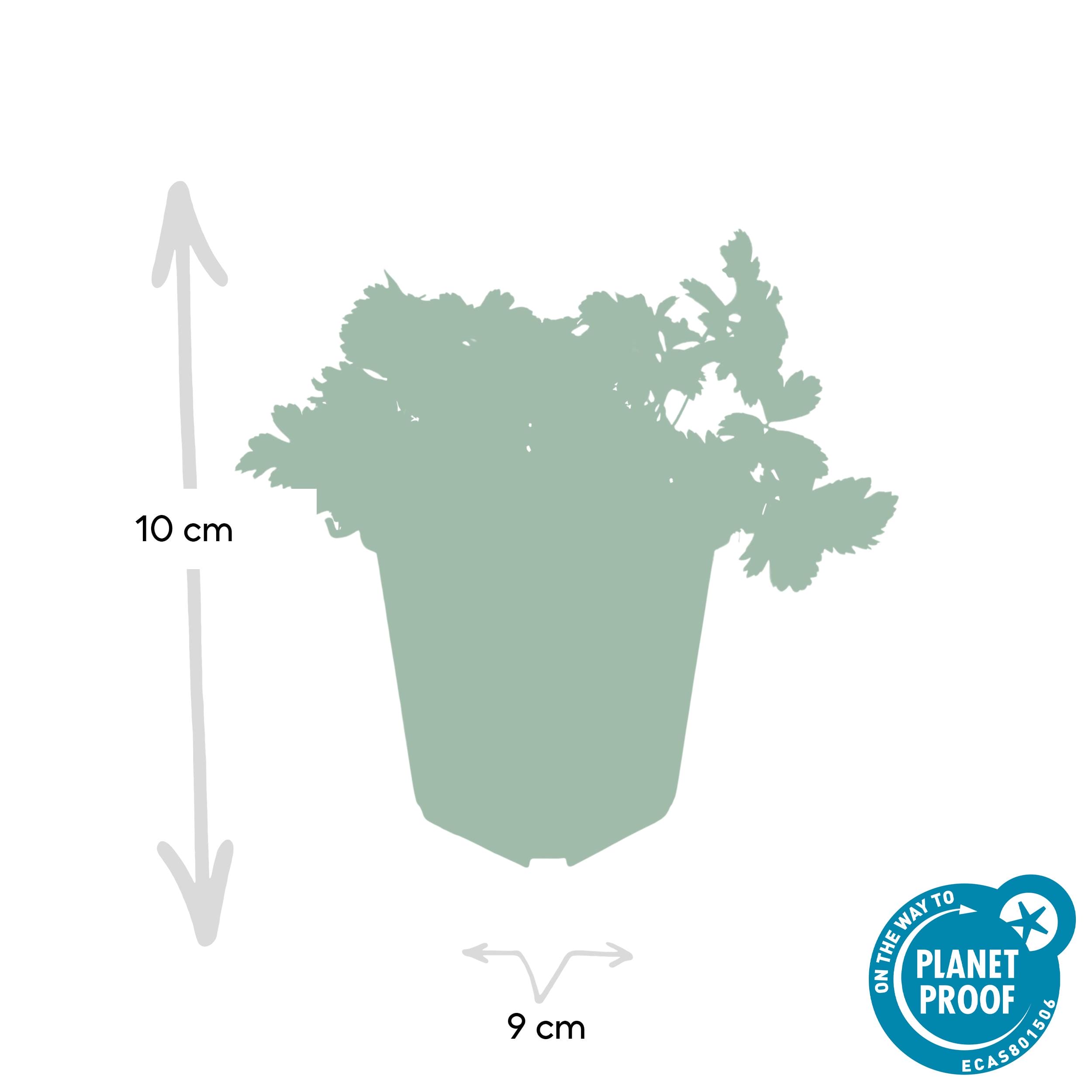 6X Waldsteinia Ternata - ↕10-25Cm - Ø9Cm - Afbeelding 2