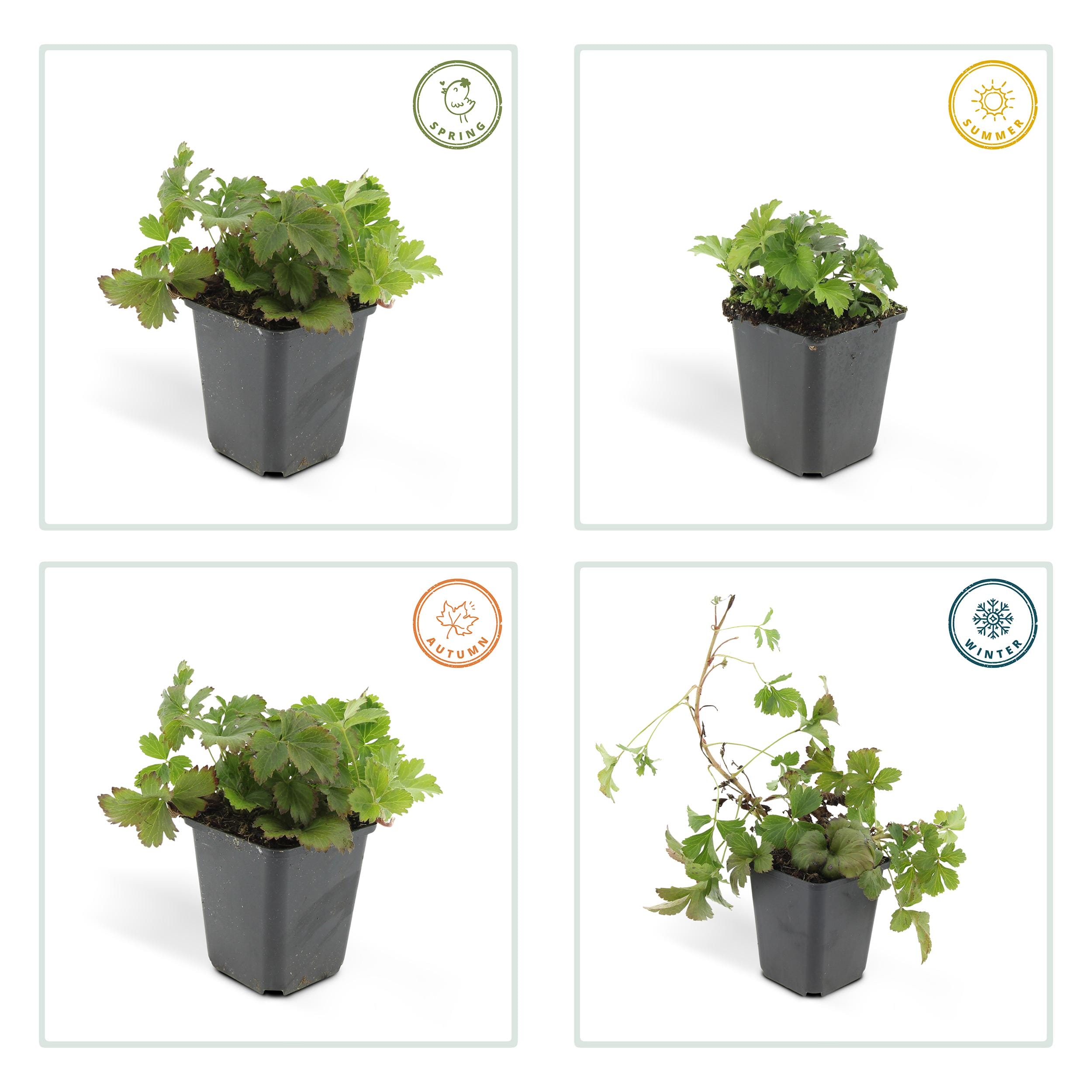 6X Waldsteinia Ternata - ↕10-25Cm - Ø9Cm - Afbeelding 4