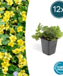 12X Waldsteinia Ternata - ↕10-25Cm - Ø9Cm