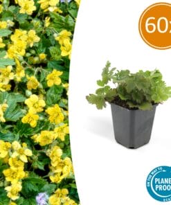 60X Waldsteinia Ternata - ↕10-25Cm - Ø9Cm