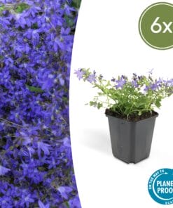 6X Campanula Poscharskyana 'Stella' - ↕10-25Cm - Ø9Cm