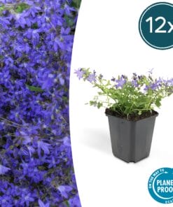 12X Campanula Poscharskyana 'Stella' - ↕10-25Cm - Ø9Cm
