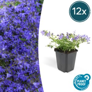 12X Campanula Poscharskyana 'Stella' - ↕10-25Cm - Ø9Cm