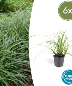 6X Carex Morrowii 'Ice Dance' - ↕10-25Cm - Ø9Cm