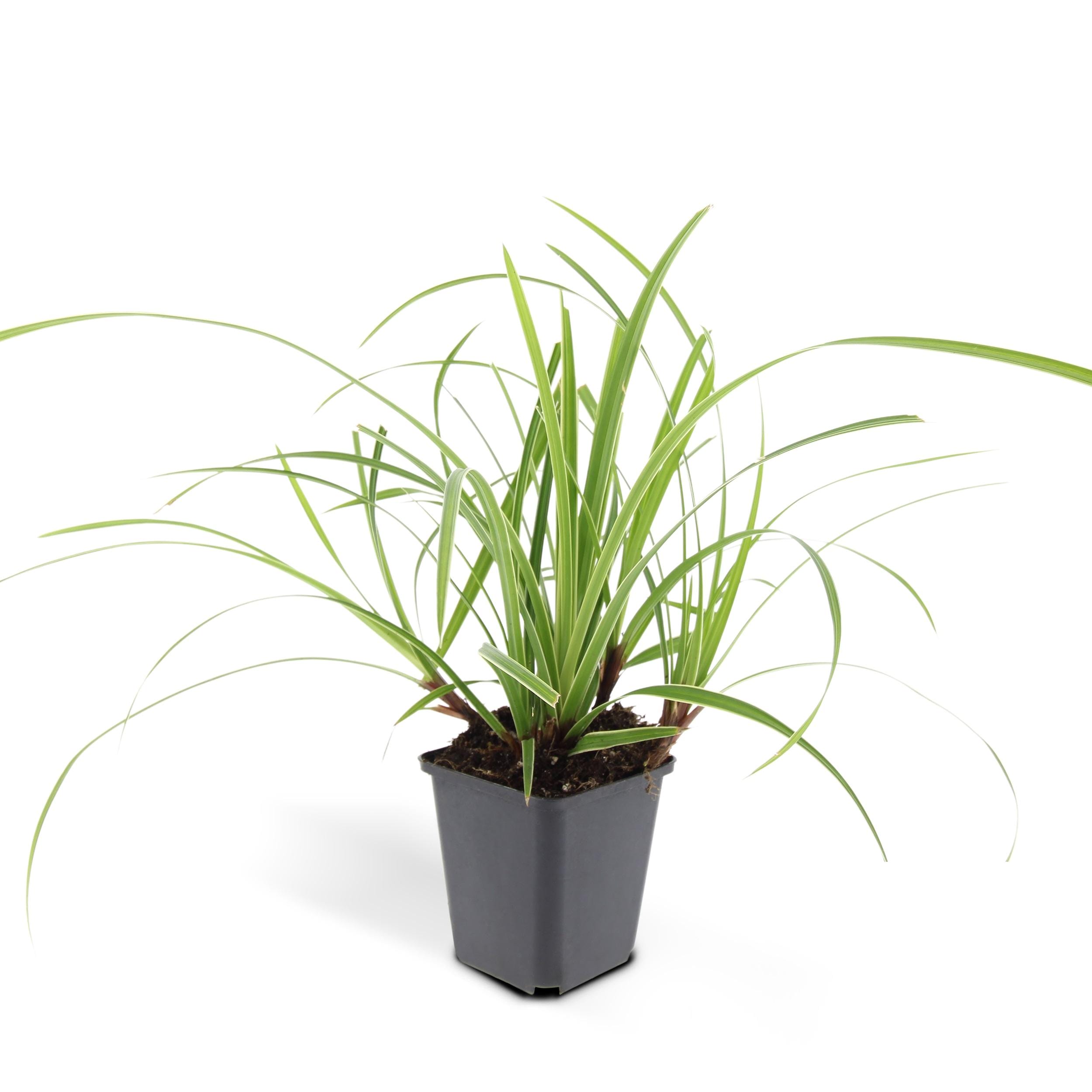 6X Carex Morrowii 'Ice Dance' - ↕10-25Cm - Ø9Cm - Afbeelding 3