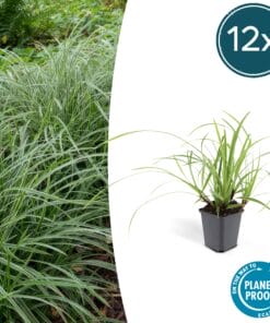 12X Carex Morrowii 'Ice Dance' - ↕10-25Cm - Ø9Cm