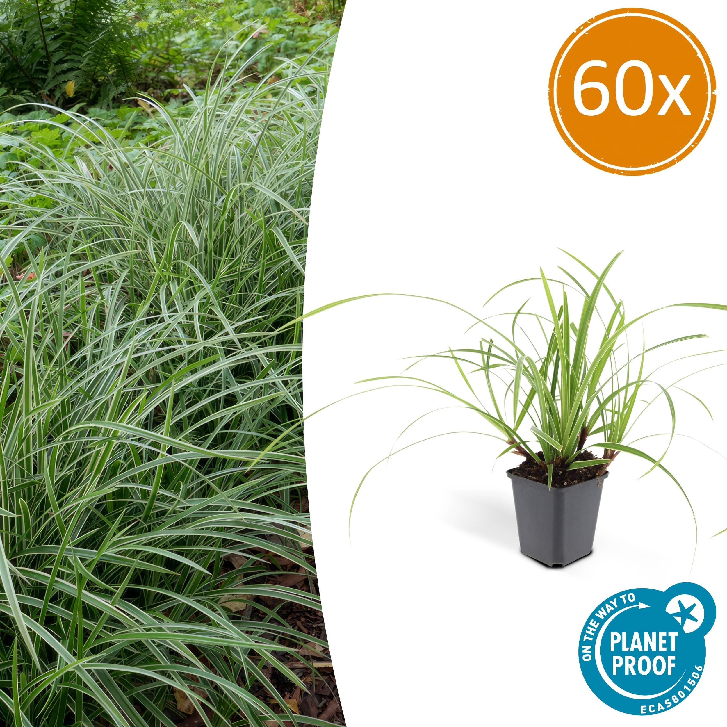 60X Carex Morrowii 'Ice Dance' - ↕10-25Cm - Ø9Cm