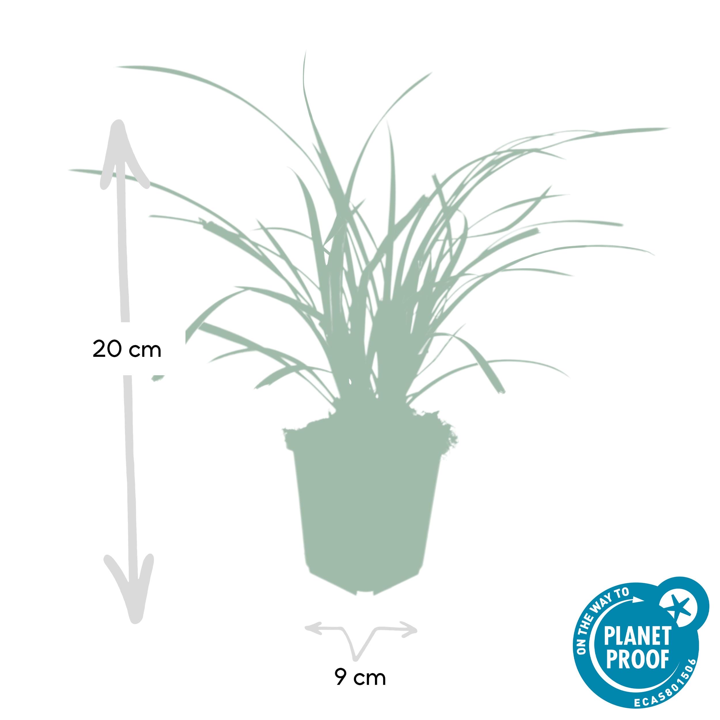 60X Carex Morrowii 'Ice Dance' - ↕10-25Cm - Ø9Cm - Afbeelding 3