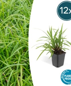 12X Carex Morrowii 'Irish Green' - ↕10-25Cm - Ø9Cm