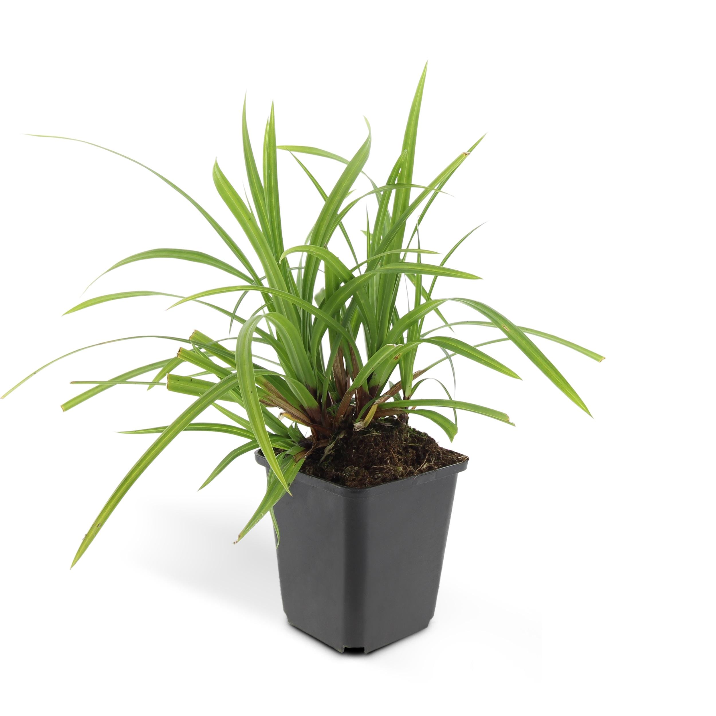 12X Carex Morrowii 'Irish Green' - ↕10-25Cm - Ø9Cm - Afbeelding 2