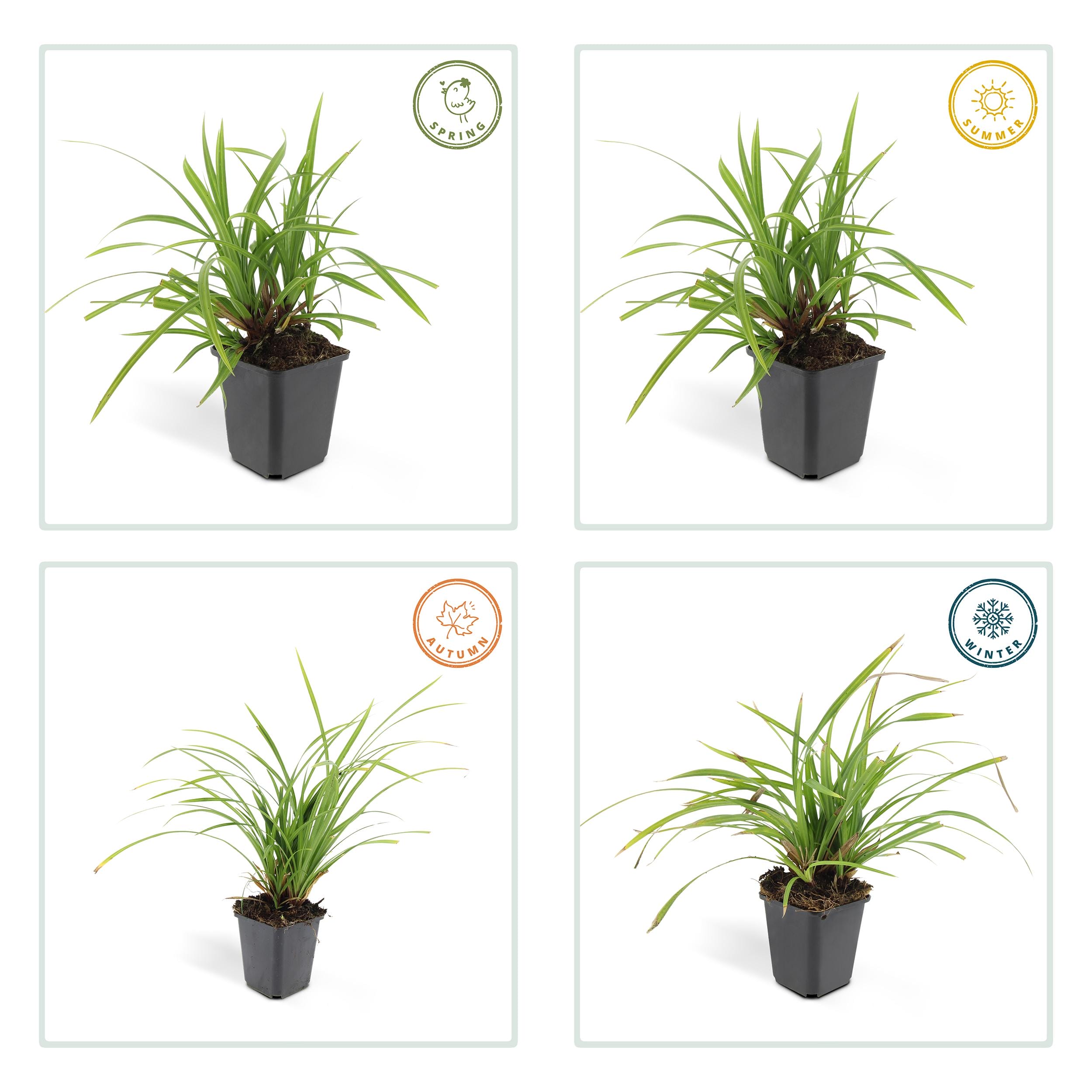 12X Carex Morrowii 'Irish Green' - ↕10-25Cm - Ø9Cm - Afbeelding 5