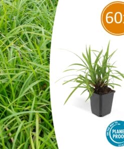 60X Carex Morrowii 'Irish Green' - ↕10-25Cm - Ø9Cm