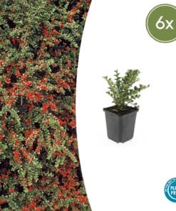 6X Cotoneaster Horizontalis - ↕10-25Cm - Ø9Cm