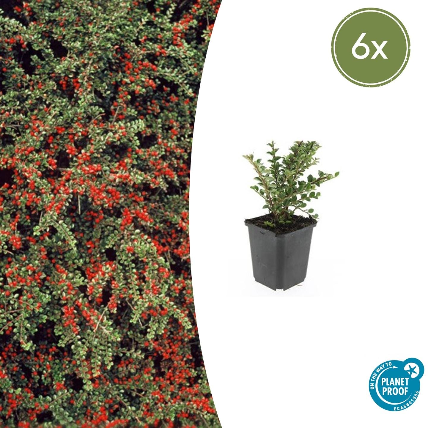 6X Cotoneaster Horizontalis - ↕10-25Cm - Ø9Cm