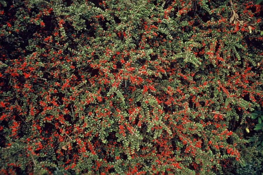6X Cotoneaster Horizontalis - ↕10-25Cm - Ø9Cm - Afbeelding 3
