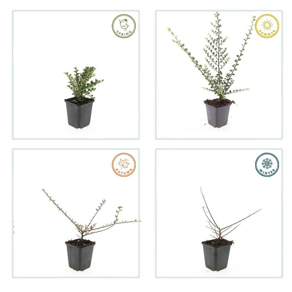 6X Cotoneaster Horizontalis - ↕10-25Cm - Ø9Cm - Afbeelding 6