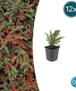 12X Cotoneaster Horizontalis - ↕10-25Cm - Ø9Cm