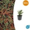 60X Cotoneaster Horizontalis - ↕10-25Cm - Ø9Cm