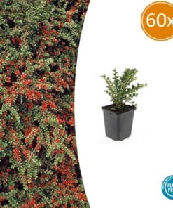60X Cotoneaster Horizontalis - ↕10-25Cm - Ø9Cm