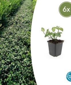 6X Euonymus Fort. 'Dart's Blanket' - ↕10-25Cm - Ø9Cm