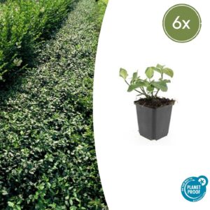6X Euonymus Fort. 'Dart's Blanket' - ↕10-25Cm - Ø9Cm