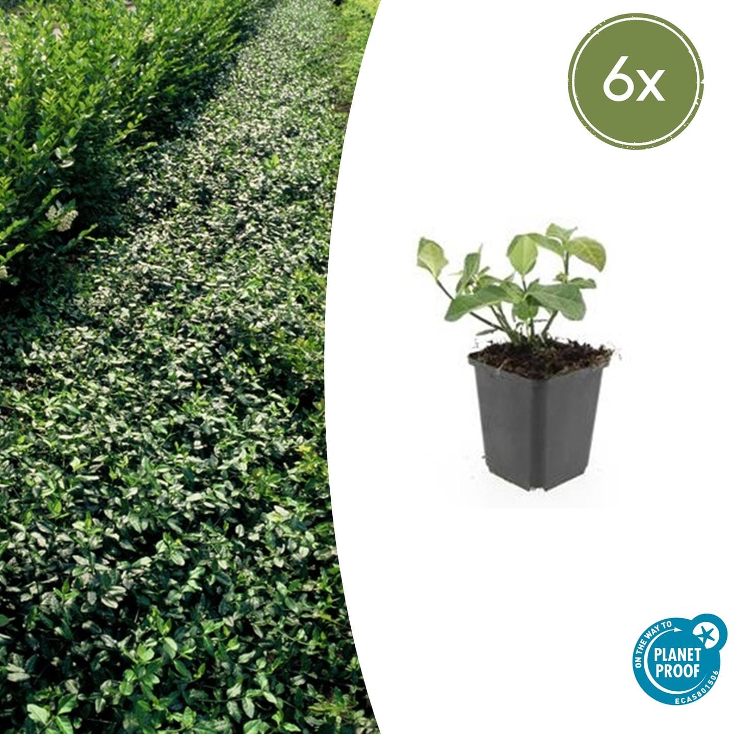 6X Euonymus Fort. 'Dart's Blanket' - ↕10-25Cm - Ø9Cm