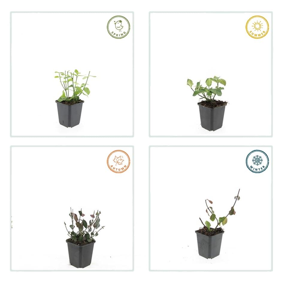 6X Euonymus Fort. 'Dart's Blanket' - ↕10-25Cm - Ø9Cm - Afbeelding 5