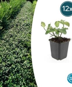 12X Euonymus Fort. 'Dart's Blanket' - ↕10-25Cm - Ø9Cm