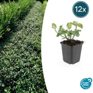 12X Euonymus Fort. 'Dart's Blanket' - ↕10-25Cm - Ø9Cm