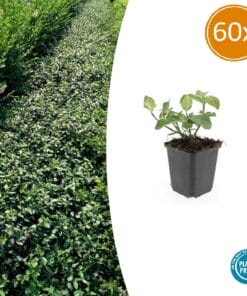 60X Euonymus Fort. 'Dart's Blanket' - ↕10-25Cm - Ø9Cm