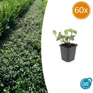 60X Euonymus Fort. 'Dart's Blanket' - ↕10-25Cm - Ø9Cm