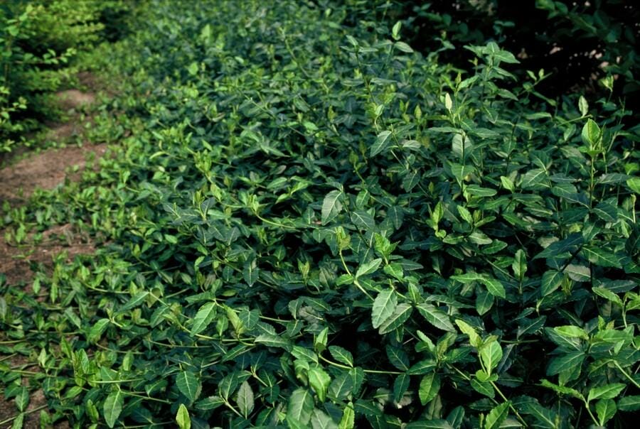 60X Euonymus Fort. 'Dart's Blanket' - ↕10-25Cm - Ø9Cm - Afbeelding 4