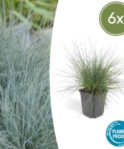 6X Festuca Glauca 'Elijah Bleu' - ↕10-25Cm - Ø9Cm