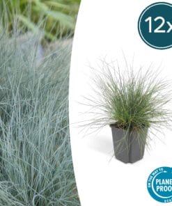 12X Festuca Glauca 'Elijah Bleu' - ↕10-25Cm - Ø9Cm