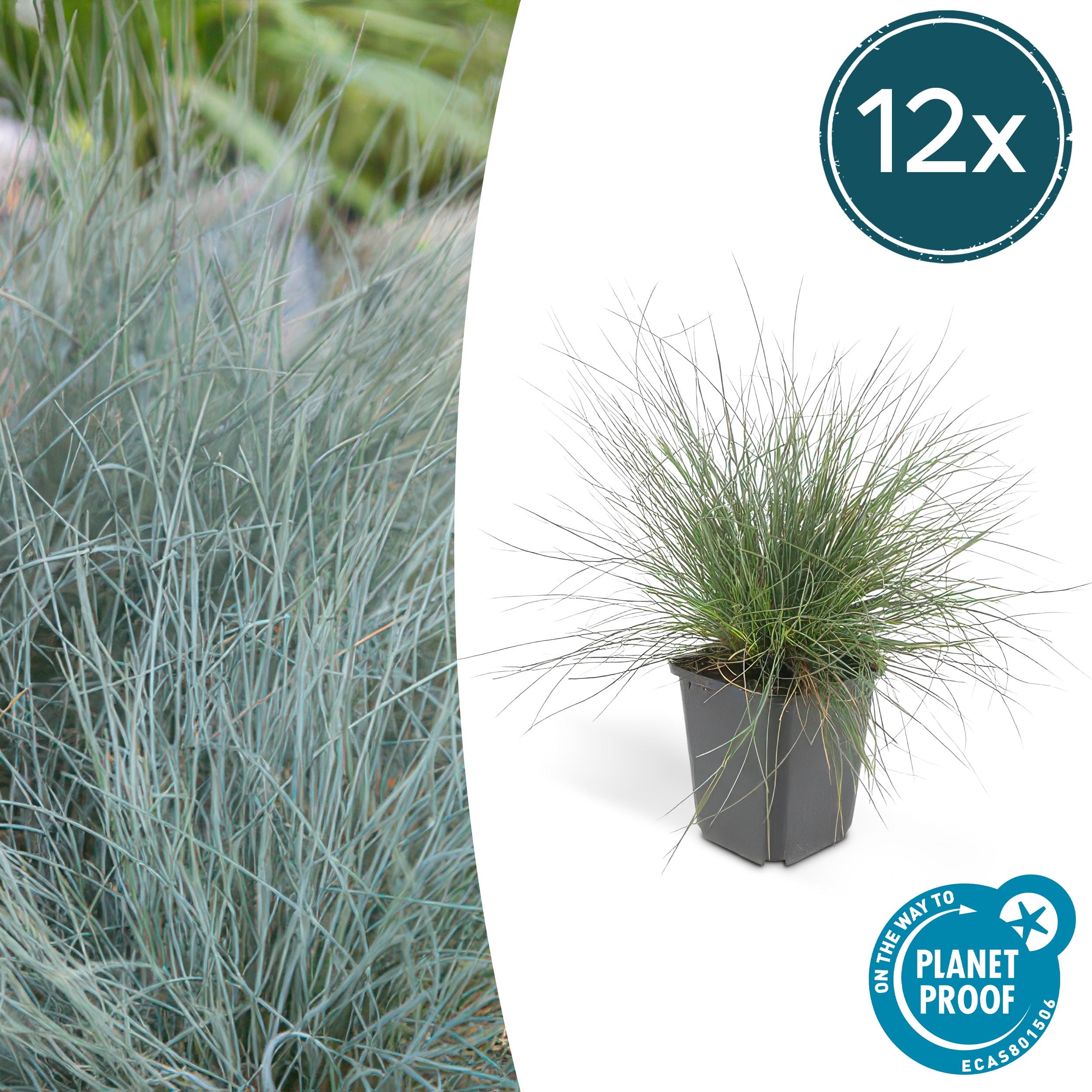 12X Festuca Glauca 'Elijah Bleu' - ↕10-25Cm - Ø9Cm